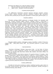 Tuštumėtų plokščių srautinė agregatinė gamyba 18 puslapis