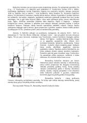 Vilniaus gynybinė siena, Šv. Bernardino Sieniečio (Bernardinų) bažnyčia ir Laisvės statula 11 puslapis