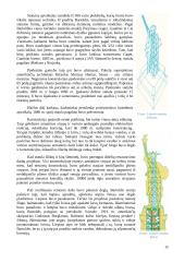 Vilniaus gynybinė siena, Šv. Bernardino Sieniečio (Bernardinų) bažnyčia ir Laisvės statula 14 puslapis