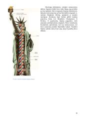 Vilniaus gynybinė siena, Šv. Bernardino Sieniečio (Bernardinų) bažnyčia ir Laisvės statula 15 puslapis