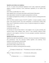 Įmonės ilgalaikio turto apskaita ir analizė: UAB "Girilis" 14 puslapis