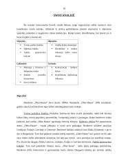 Įmonės rinkodaros strateginis planas: nekilnojamojo turto bendrovė "Ober-hause" 10 puslapis