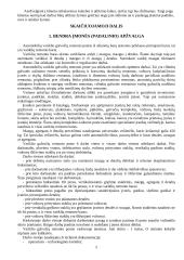 Įmonės apžvalga ir veiklos planavimas 2 puslapis