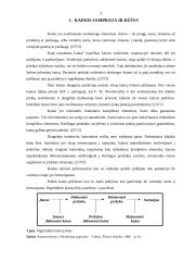 Kainos strategijos valdymo ypatumai 3 puslapis