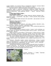 S. Nėris "Diemedžiu žydėsiu" 2 puslapis