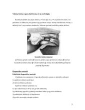 Kumelės klinikiniai laboratoriniai nėštumo nustatymo metodai 2 puslapis