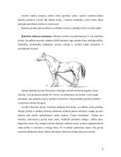 Kumelės klinikiniai laboratoriniai nėštumo nustatymo metodai 5 puslapis