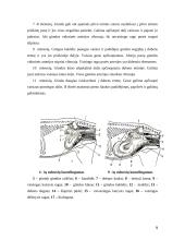 Kumelės klinikiniai laboratoriniai nėštumo nustatymo metodai 9 puslapis