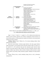 Logistikos valdymo optimizavimas. Logistinių operacijų valdymo kontrolė 20 puslapis