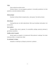 Reklamos efektyvumas: prekybos tinklas AB "Maxima LT" 4 puslapis