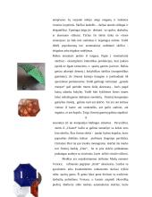 Skėčių įvairovė 10 puslapis