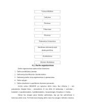 Verslo planas: grožio salonas IĮ "Orseidė" 11 puslapis