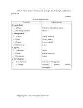 Verslo planas: grožio salonas IĮ "Orseidė" 7 puslapis