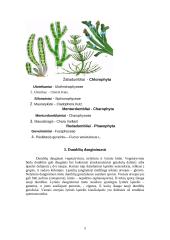 Dumblių dauginimasis, kilmė bei reikšmė 5 puslapis
