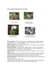 Gvazdikas (Dianthus) 4 puslapis