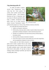 Kompiuteris ir kompiuterinė grafika: atsiradimas ir raida 9 puslapis