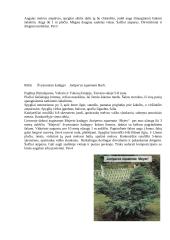 Kininis ir žvynuotasis kadagiai 5 puslapis