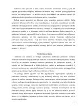 Pajamų ir sąnaudų auditas 12 puslapis