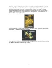 Parasitic flowering plants and their descriptions 6 puslapis