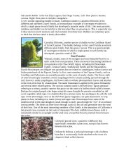 Parasitic flowering plants and their descriptions 7 puslapis