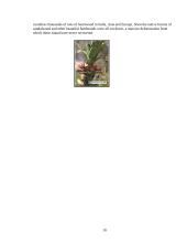Parasitic flowering plants and their descriptions 10 puslapis