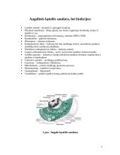 Augalo kvėpavimas 5 puslapis