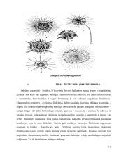 Bestuburių zoologija. Pirmuonys (protozoa) 14 puslapis