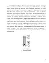 Bestuburių zoologija. Pirmuonys (protozoa) 5 puslapis