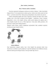 Bestuburių zoologija. Pirmuonys (protozoa) 10 puslapis