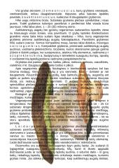 Grybų karalystės paplitimas gamtoje 4 puslapis