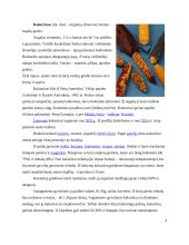 Grūdai kaip konventuotasis pašaras 4 puslapis