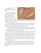 Grūdai kaip konventuotasis pašaras 5 puslapis