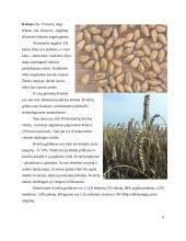 Grūdai kaip konventuotasis pašaras 6 puslapis