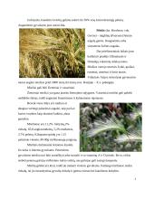 Grūdai kaip konventuotasis pašaras 7 puslapis