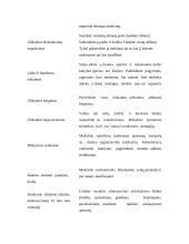 Hiperaktyvus vaikas 13 puslapis