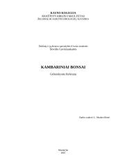 Kambariniai bonsai 1 puslapis