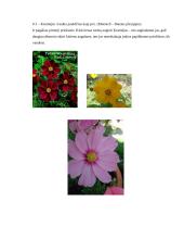 Kosmėjos (Cosmos) ir Lobuliarijos (Lobularia) auginimas, priežiūros darbai ir pritaikymas 6 puslapis