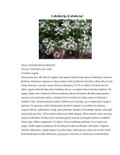 Kosmėjos (Cosmos) ir Lobuliarijos (Lobularia) auginimas, priežiūros darbai ir pritaikymas 7 puslapis