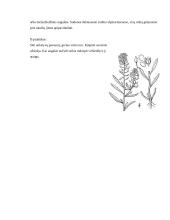 Kosmėjos (Cosmos) ir Lobuliarijos (Lobularia) auginimas, priežiūros darbai ir pritaikymas 8 puslapis