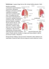 Kvėpavimio organų sistema 4 puslapis
