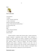Meksikietiška virtuvė 8 puslapis