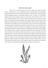 Miško medingi augalai 7 puslapis