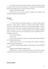 Palmių rūšys 12 puslapis