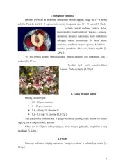 Persikų auginimas 4 puslapis