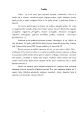 Pievagrybių auginimas pasaulinėje rinkoje