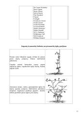 Raganių genties įvairovė ir auginimo technologijos paruošimas 11 puslapis