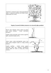 Raganių genties įvairovė ir auginimo technologijos paruošimas 12 puslapis