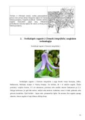 Raganių genties įvairovė ir auginimo technologijos paruošimas 13 puslapis