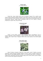 Raganių genties įvairovė ir auginimo technologijos paruošimas 5 puslapis