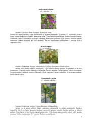 Raganių genties įvairovė ir auginimo technologijos paruošimas 6 puslapis